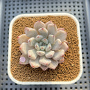 Echeveria 'Biju' 2" Succulent Plant Cutting