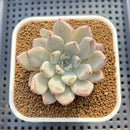 Echeveria 'Biju' 2" Succulent Plant Cutting