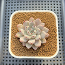 Echeveria 'Biju' 2" Succulent Plant Cutting