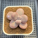 Graptopetalum 'Kupumiin' 2" Succulent Plant Cutting