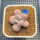 Graptopetalum 'Kupumiin' 2" Succulent Plant Cutting