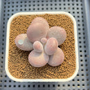 Graptopetalum 'Kupumiin' 2" Succulent Plant Cutting
