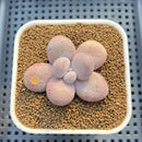 Graptopetalum 'Kupumiin' 2" Succulent Plant Cutting