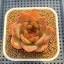Echeveria 'Biella' Jelly Type 2" Succulent Plant Cutting
