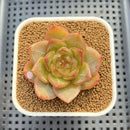 Echeveria 'Biella' Jelly Type 2" Succulent Plant Cutting