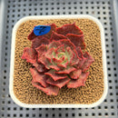 Echeveria 'Opinio' Variegated/Mutated 2" Succulent Plant Cutting