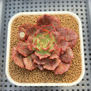 Echeveria 'Opinio' Variegated/Mutated 2" Succulent Plant Cutting
