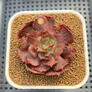 Echeveria 'Opinio' Variegated/Mutated 2" Succulent Plant Cutting