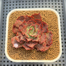Echeveria 'Opinio' Variegated/Mutated 2" Succulent Plant Cutting