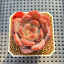 Echeveria 'Sharman' 2" Succulent Plant Cutting