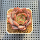 Echeveria 'Sharman' 2" Succulent Plant Cutting