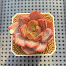 Echeveria 'Sharman' 2" Succulent Plant Cutting