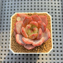 Echeveria 'Sharman' 2" Succulent Plant Cutting