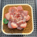 Echeveria 'Orange Monroe' Original Form 2" Succulent Plant Cutting