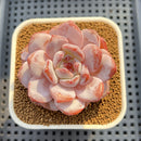 Echeveria 'Orange Monroe' Original Form 2" Succulent Plant Cutting