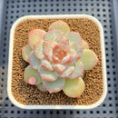 Echeveria 'Pink Diamond' 2" Succulent Plant Cutting