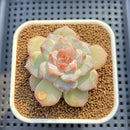 Echeveria 'Pink Diamond' 2" Succulent Plant Cutting