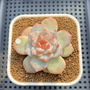 Echeveria 'Pink Diamond' 2" Succulent Plant Cutting