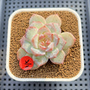 Echeveria 'Pink Diamond' 2" Succulent Plant Cutting