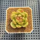 Echeveria 'Laila' Jelly Type 1" Succulent Plant Cutting