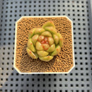 Echeveria 'Laila' Jelly Type 1" Succulent Plant Cutting