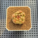 Echeveria 'Laila' Jelly Type 1" Succulent Plant Cutting