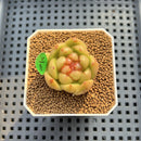 Echeveria 'Laila' Jelly Type 1" Succulent Plant Cutting
