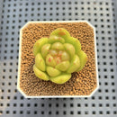 Echeveria 'Laila' Jelly Type 1" Succulent Plant Cutting