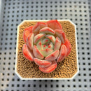 Echeveria 'Anemone' 2" Succulent Plant Cutting