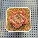 Echeveria 'Anemone' 2" Succulent Plant Cutting