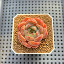 Echeveria 'Anemone' 2" Succulent Plant Cutting