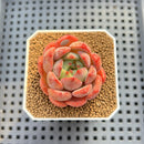 Echeveria 'Anemone' 2" Succulent Plant Cutting