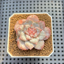 Echeveria 'Sugarling' 1" Succulent Plant Cutting