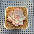 Echeveria 'Sugarling' 1" Succulent Plant Cutting