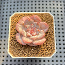 Echeveria 'Sugarling' 1" Succulent Plant Cutting