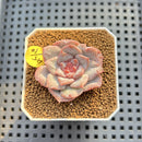 Echeveria 'Sugarling' 1" Succulent Plant Cutting