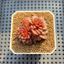 Echeveria 'Fireworks' 1" Succulent Plant Cutting