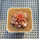 Echeveria 'Fireworks' 1" Succulent Plant Cutting