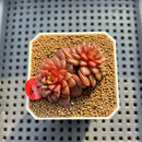 Echeveria 'Fireworks' 1" Succulent Plant Cutting