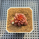 Echeveria 'Fireworks' 1" Succulent Plant Cutting