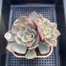 Echeveria 'Amistar' Variegated 4" Succulent Plant Cutting