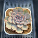 Echeveria 'Funky Pink' Variegated 3" Succulent Plant Cutting