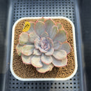 Echeveria 'Funky Pink' Variegated 3" Succulent Plant Cutting