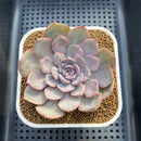 Echeveria 'Funky Pink' Variegated 3" Succulent Plant Cutting