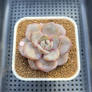 Echeveria 'German Champaign' Round-Leaf 2" Succulent Plant Cutting