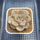 Echeveria 'German Champaign' Round-Leaf 2" Succulent Plant Cutting