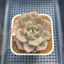 Echeveria 'German Champaign' Round-Leaf 2" Succulent Plant Cutting