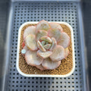 Echeveria 'German Champaign' Round-Leaf 2" Succulent Plant Cutting