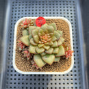 Echeveria 'Fireworks' 2"-3" Cluster Succulent Plant Cutting