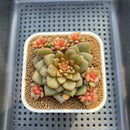 Echeveria 'Fireworks' 2"-3" Cluster Succulent Plant Cutting